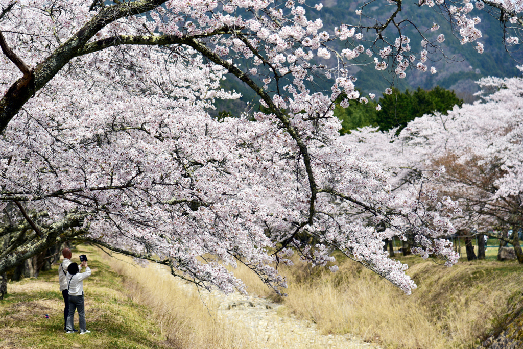桜ロール。