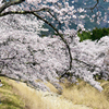 桜ロール。
