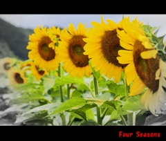 Four  Seasons