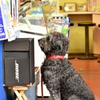 BOSE犬。