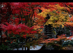 西林寺の紅葉