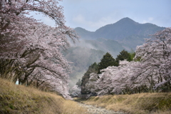 桜花宴。