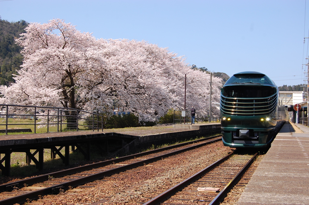 桜に間に合った。