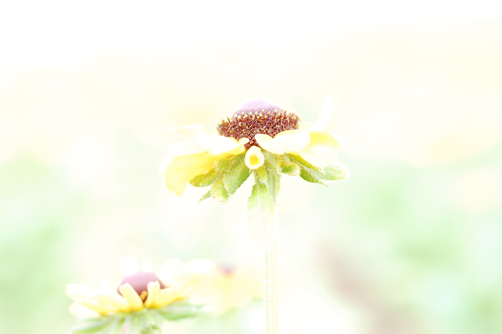 るどべっきあ。