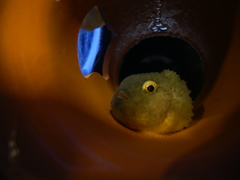 上から目線の深海魚。