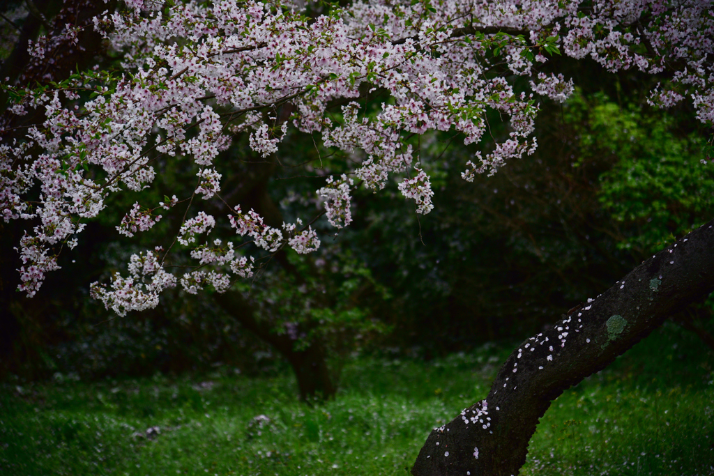 散りても 我 桜。
