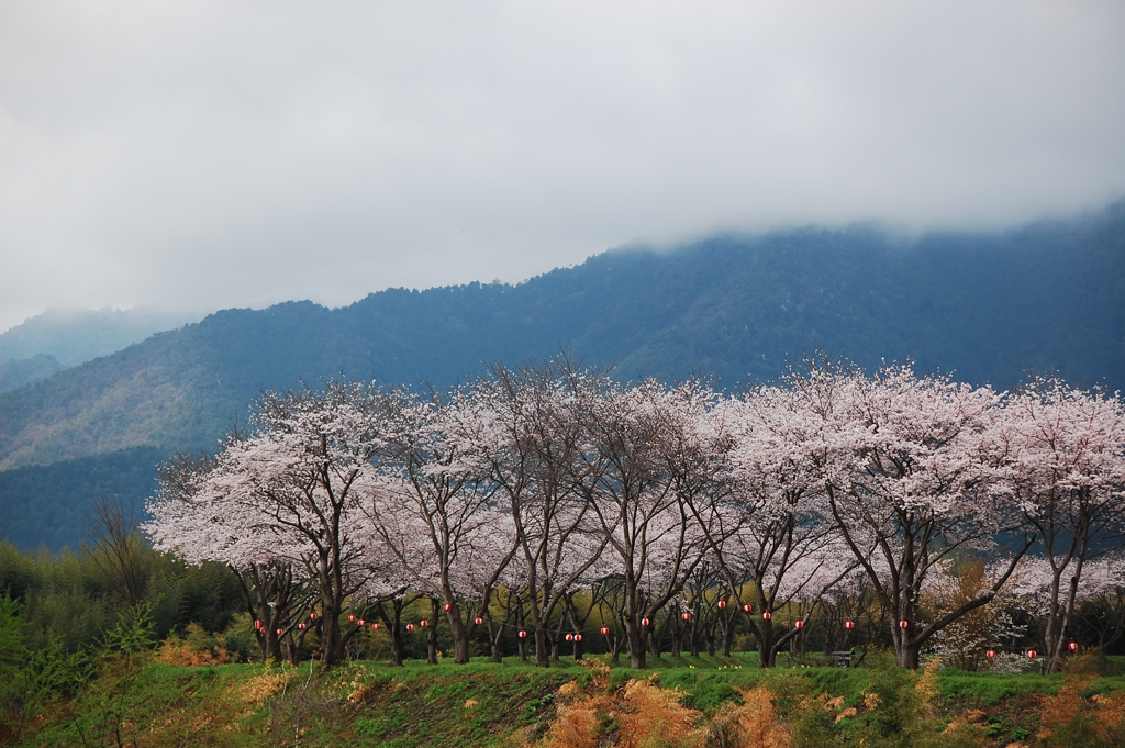 朝宴。