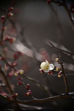 一番花。