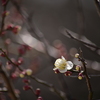 一番花。