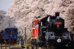 若桜の桜咲き。