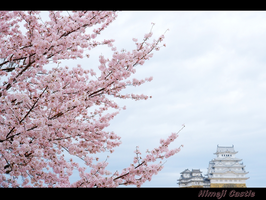 しろまる姫の花見。