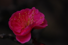紅梅。