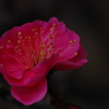 紅梅。