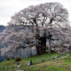 桜を愛でる。