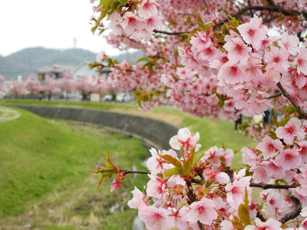 近所の桜前線より。