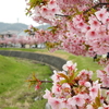 近所の桜前線より。