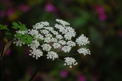 高山植物。