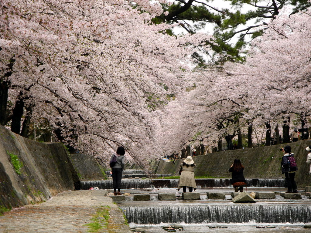 桜夙川での美尻餅達。