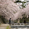 桜夙川での美尻餅達。