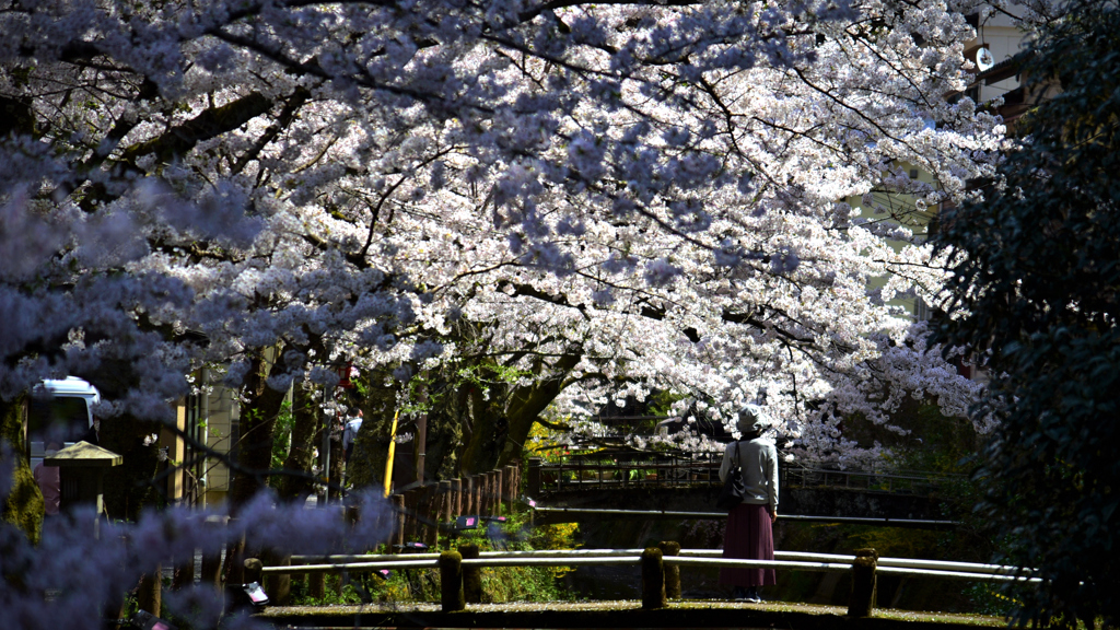 圧縮桜。