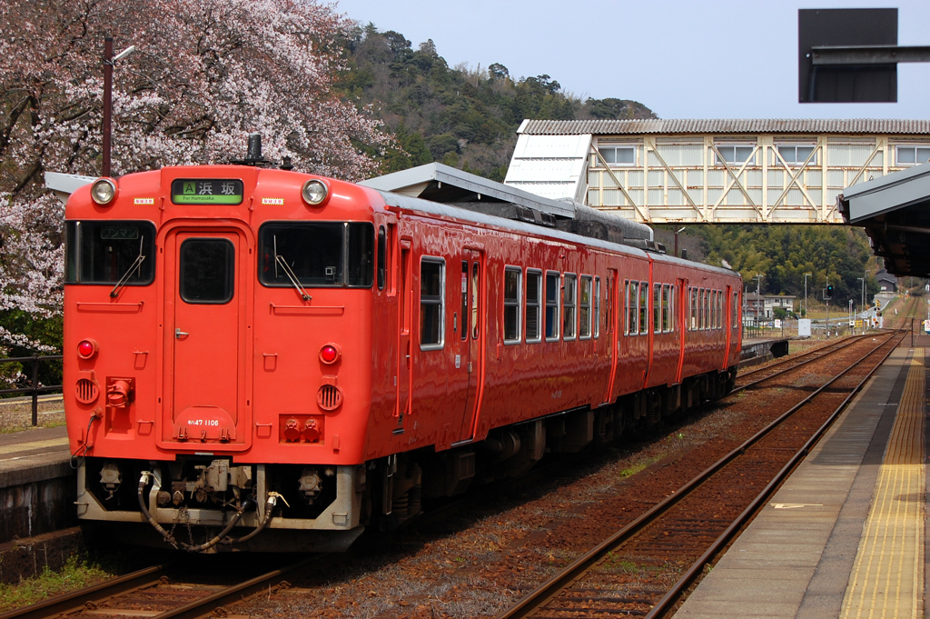 タラコと桜。