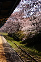 廃線桜。