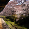 廃線桜。