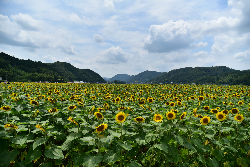 果てしなく夏。