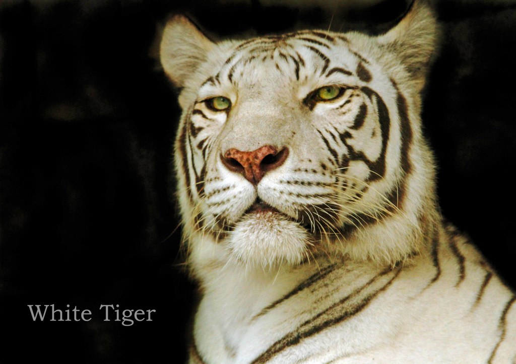 ホワイトタイガー
