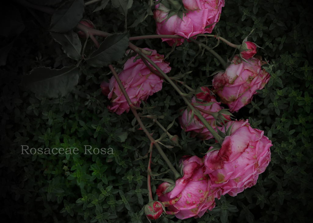 薔薇