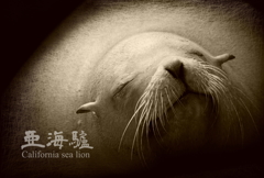 カルフォルニアアシカ