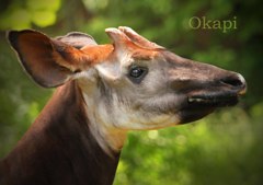 オカピ
