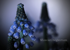 ムスカリ