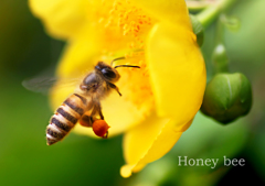 ミツバチ：Honey bee