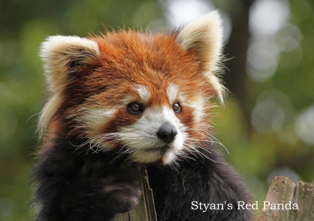 シセンレッサーパンダ