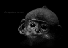 フランソワルトン