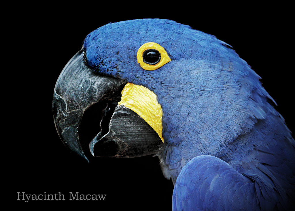 スミレコンゴウインコ