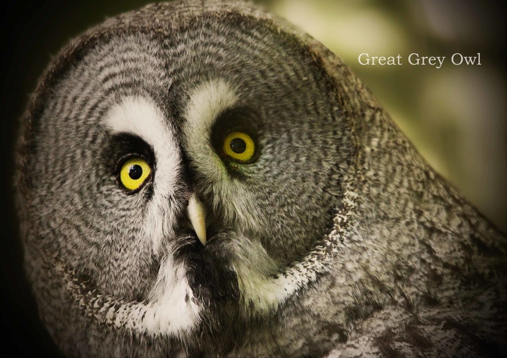 カラフトフクロウ