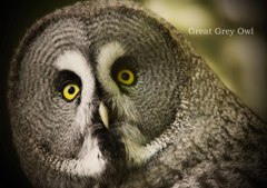 カラフトフクロウ