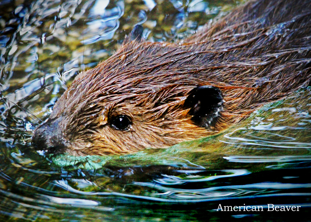 アメリカビーバー