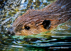 アメリカビーバー