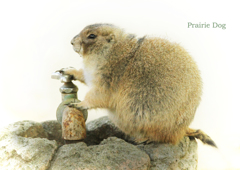 オグロプレーリードッグ