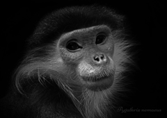 アカアシドゥクラングール