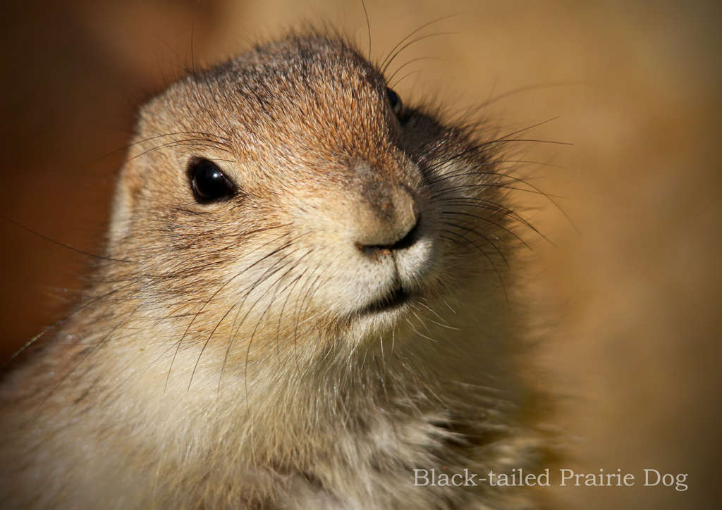 オグロプレーリードッグ