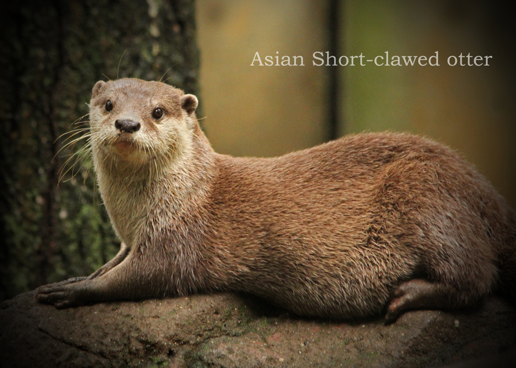 コツメカワウソ
