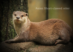 コツメカワウソ