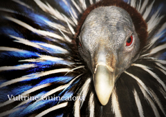 フサホロホロチョウ