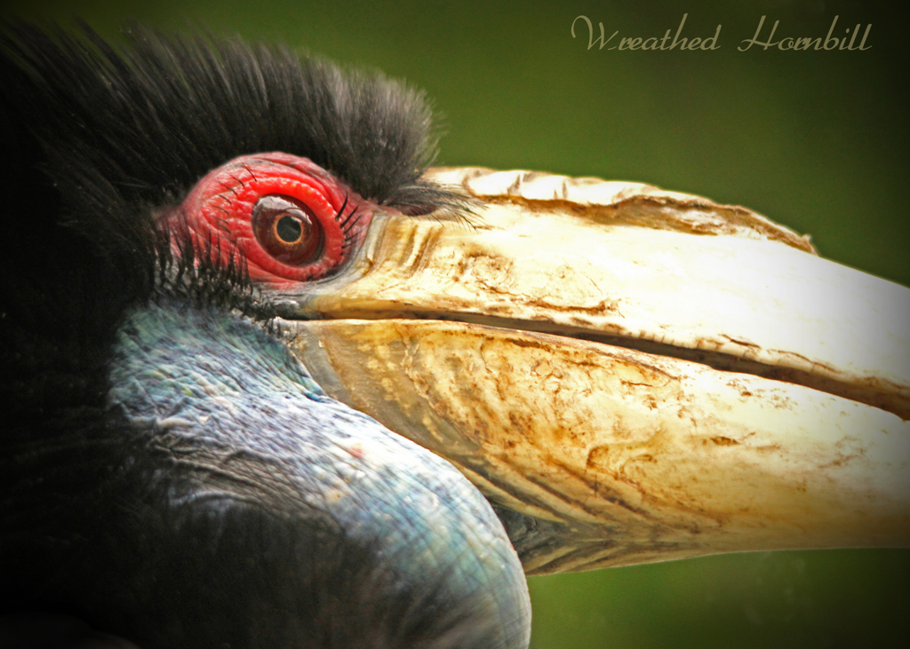 シワコブサイチョウ