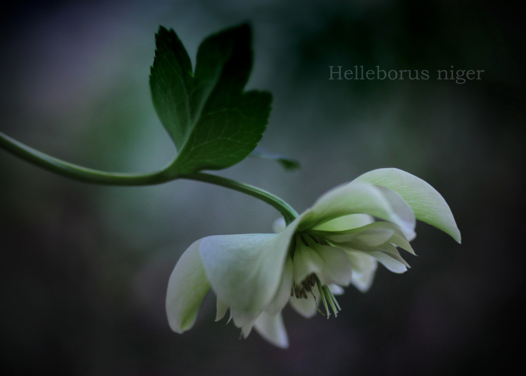 クリスマスローズ