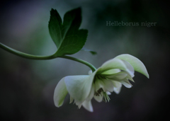 クリスマスローズ